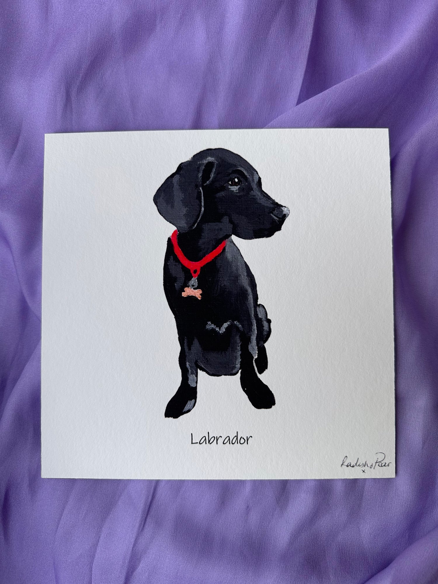 Black Labrador