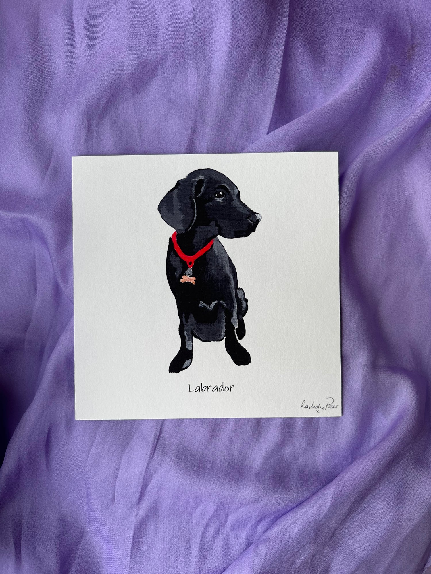 Black Labrador